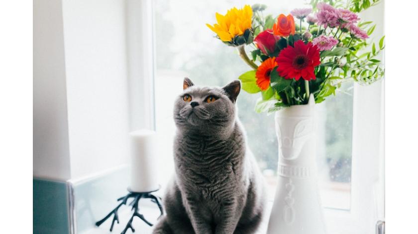 Tổng hợp các cách giữ hoa tươi lâu dễ thực hiện nhất