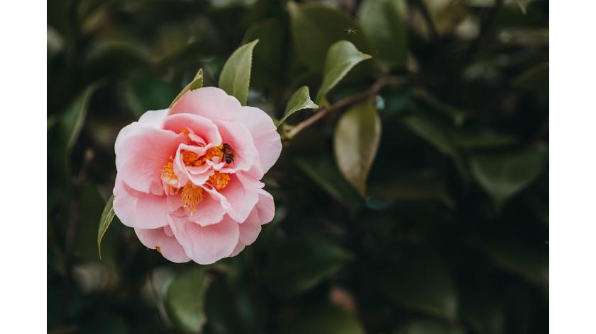 Ý nghĩa của những bông hoa đẹp trong Ngày Hiền Mẫu hay Ngày của Mẹ