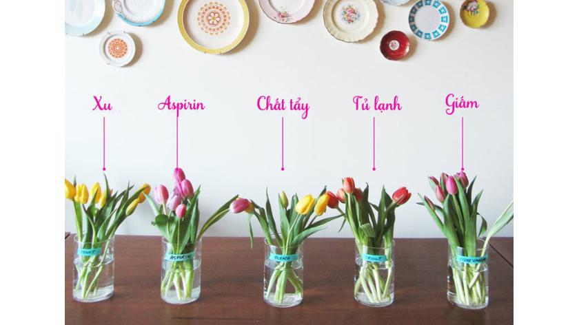 Có rất nhiều cách làm hoa tươi lâu, nhưng đây mới thực sự là BÍ QUYẾT của những hàng bán hoa tươi