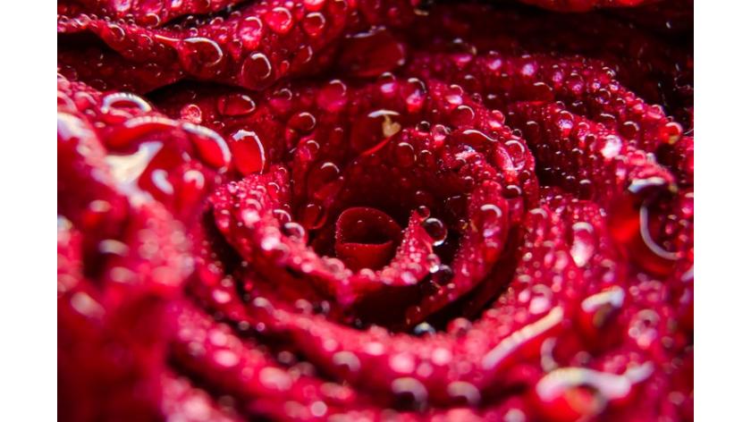 Bí quyết chăm sóc hoa tươi cực chi tiết: cửa hàng điện hoa trực tuyến chia sẻ