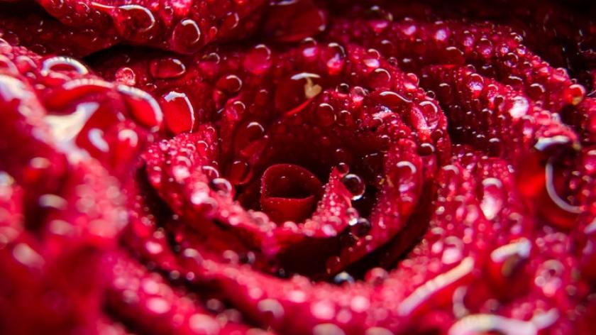 Bí quyết chăm sóc hoa tươi cực chi tiết: cửa hàng điện hoa trực tuyến chia sẻ
