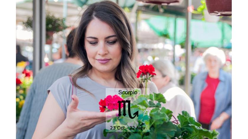 Loài hoa tương sinh cực hợp với cung hoàng đạo Scorpio – Cung Bọ cạp hay cung Thần Nông (23/10 - 21/11)