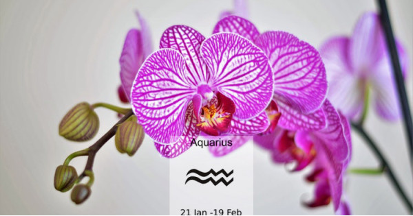 Loài hoa tương sinh cực hợp với cung hoàng đạo Aquarius - Bảo Bình (20/1-18/2)