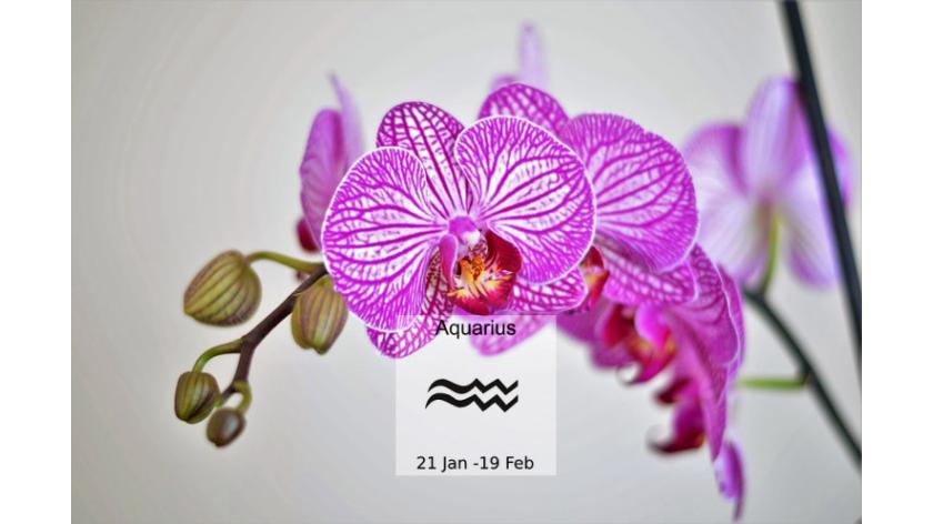 Loài hoa tương sinh cực hợp với cung hoàng đạo Aquarius - Bảo Bình (20/1-18/2)