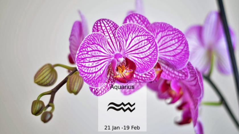 Loài hoa tương sinh cực hợp với cung hoàng đạo Aquarius - Bảo Bình (20/1-18/2)