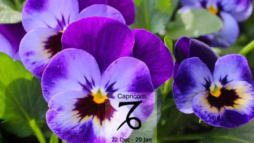 Loài hoa tương sinh cực hợp với cung hoàng đạo Capricorn - Ma Kết (22/12-19/1)