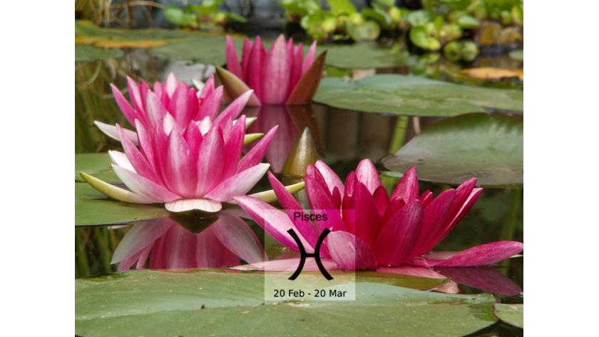 Loài hoa tương sinh cực hợp với cung hoàng đạo Pisces- Song Ngư (19/2 - 20/3)