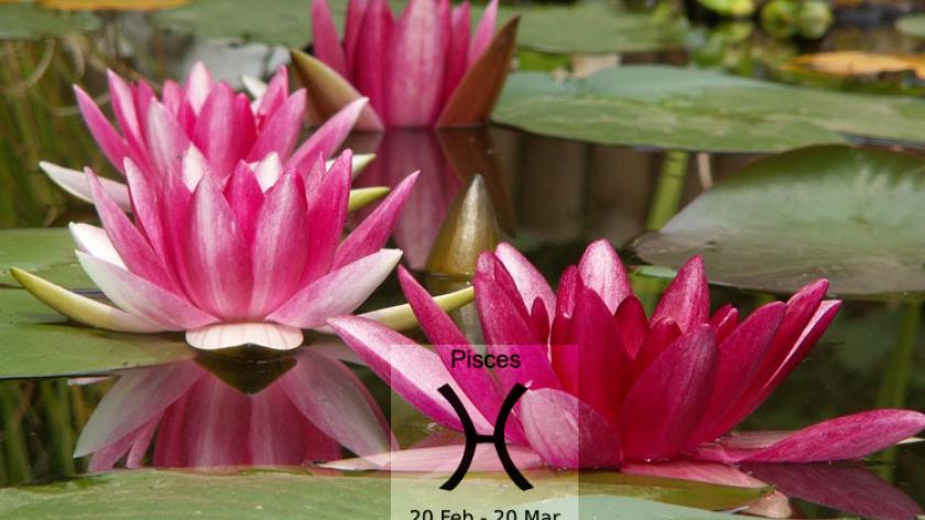 Loài hoa tương sinh cực hợp với cung hoàng đạo Pisces- Song Ngư (19/2 - 20/3)