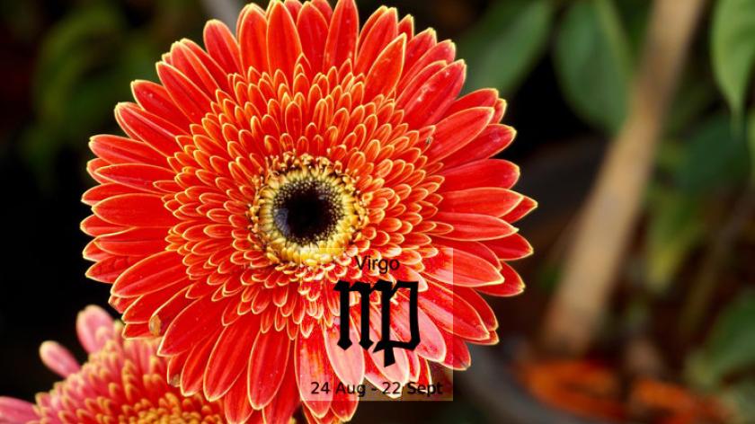Loài hoa tương sinh cực hợp với cung hoàng đạo Virgo - Cung Xử nữ (23/8-22/9)