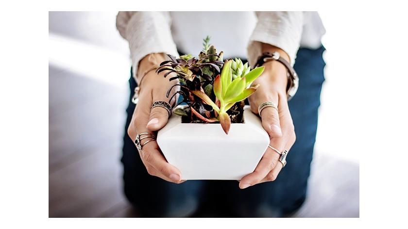 Chơi cây trong nhà không khó. Cẩm nang về cây trồng nội thất cho người mới chơi cây cảnh.