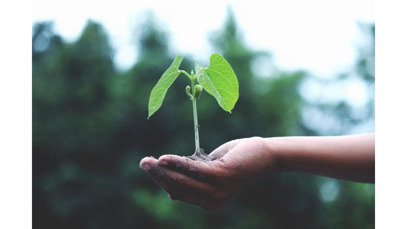 Hãy cùng bảo vệ trái đất bằng cách làm phân bón hữu cơ cho cây tại nhà rất đơn giản và sạch sẽ