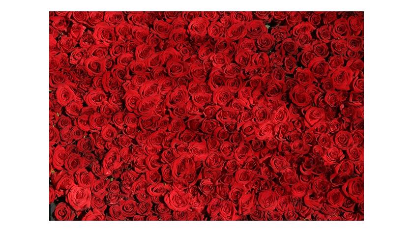 Nghệ thuật tặng hoa : ý nghĩa số lượng hoa từ 1 đến 1001 bông nói lên điều gì