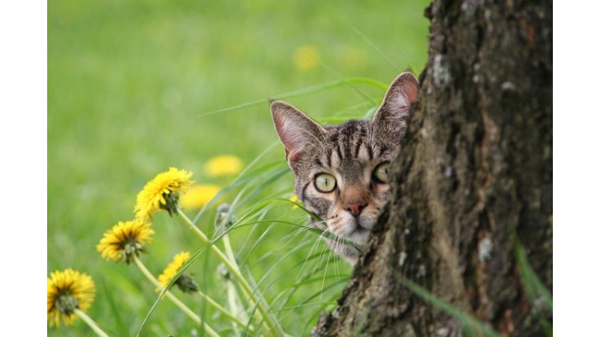 Những loài hoa nguy hiểm luôn rình rập thú cưng của bạn, những người thích trồng cây cảnh, cắm hoa tươi cần phải biết