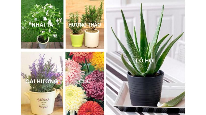 Tác dụng kì diệu của 11 loại cây nội thất làm sạch không khí, giảm độc tố, lo âu căng thẳng mệt mỏi sau một ngày làm việc