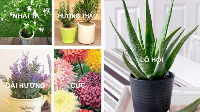 Tác dụng kì diệu của 11 loại cây nội thất làm sạch không khí, giảm độc tố, lo âu căng thẳng mệt mỏi sau một ngày làm việc