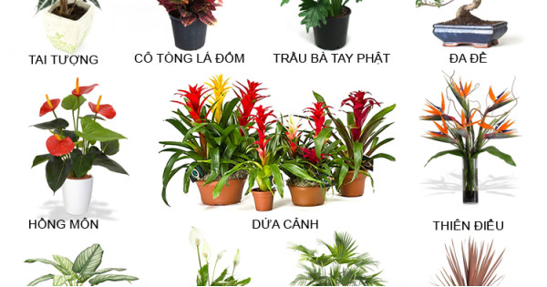 Bật mí cách trang trí làm đẹp nhà cửa với 15 loại cây nhiệt đới bạn có thể dễ dàng trồng và chăm sóc