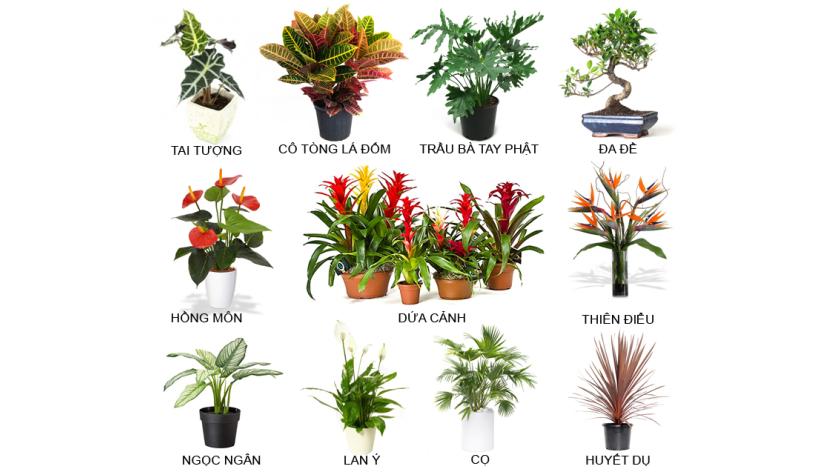 Bật mí cách trang trí làm đẹp nhà cửa với 15 loại cây nhiệt đới bạn có thể dễ dàng trồng và chăm sóc