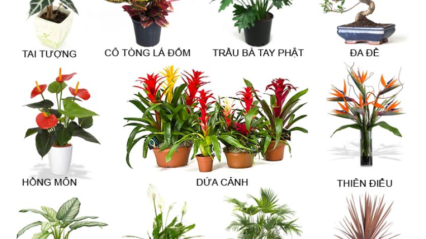 Bật mí cách trang trí làm đẹp nhà cửa với 15 loại cây nhiệt đới bạn có thể dễ dàng trồng và chăm sóc
