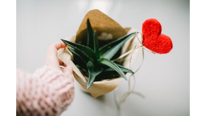 Điểm danh 5 Loại cây cảnh tốt nhất với những gia đình có trẻ nhỏ