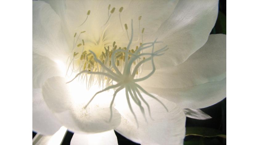 Nếu nhà bạn đang có một cây Hoa Quỳnh – xin chúc mừng vì bạn đang sở hữu loài hoa đắt nhất thế giới