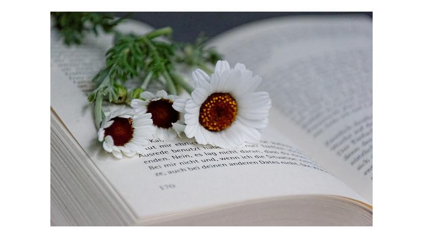 Ý nghĩa 4 loại hoa dành riêng cho các thầy cô nhân ngày Nhà giáo Việt Nam