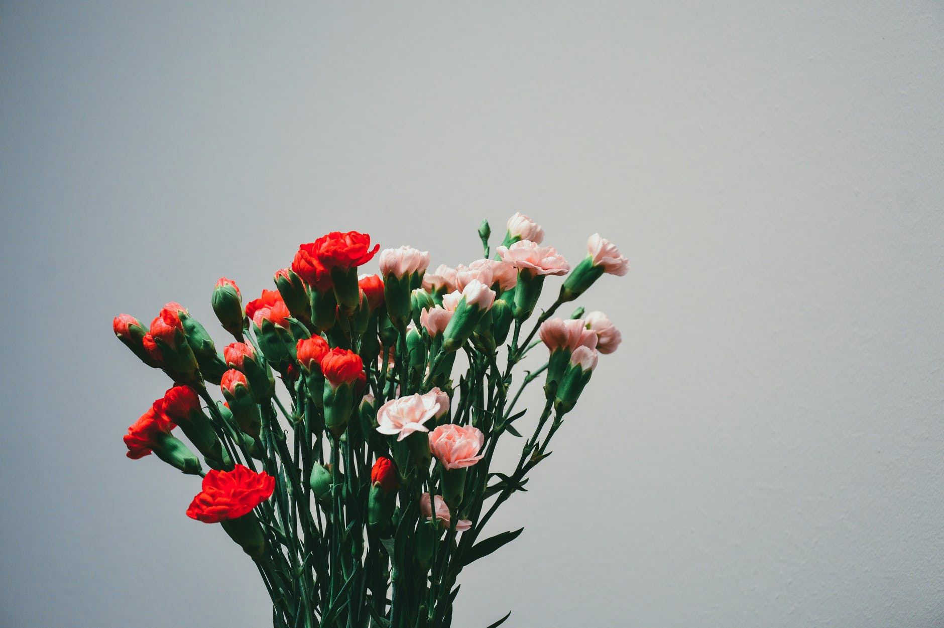 Hoa cẩm chướng là loại hoa tươi đẹp biểu tượng cho ngày của mẹ