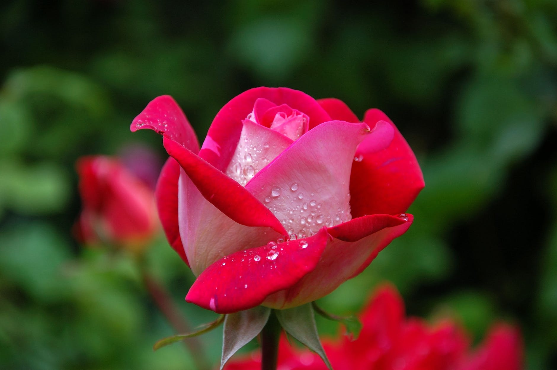 Hoa tươi hồng đậm hoặc đỏ nhạt là hoa tặng mẹ