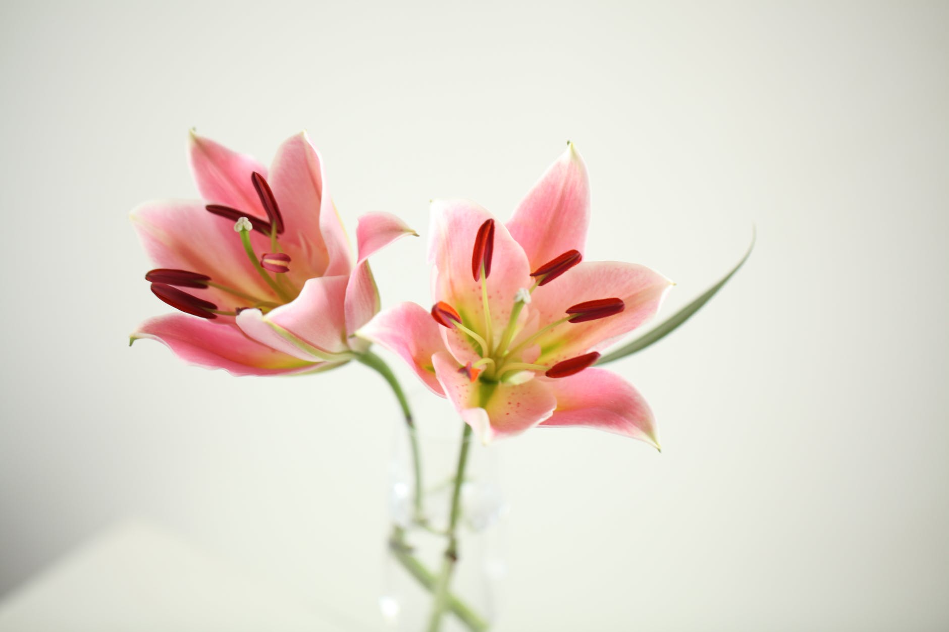 Hoa ly có thể tìm thấy ở bất cứ cửa hàng dịch vụ điện hoa vip ở Hà Nội