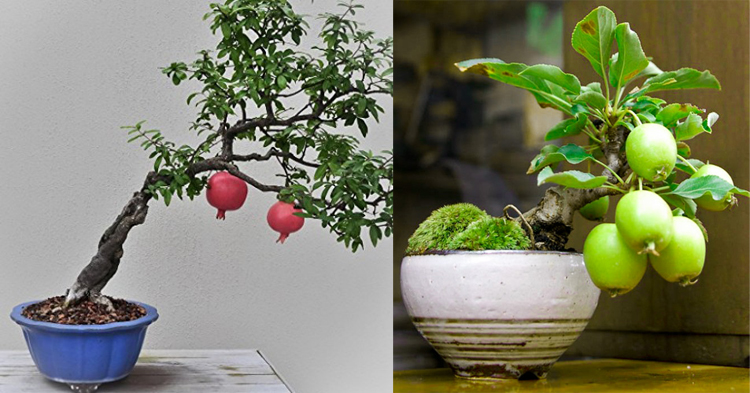 Cây ổi và cấy lựu kiểu bonsai